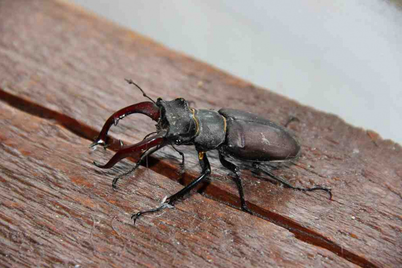  Brigáda USS 17.05.2014