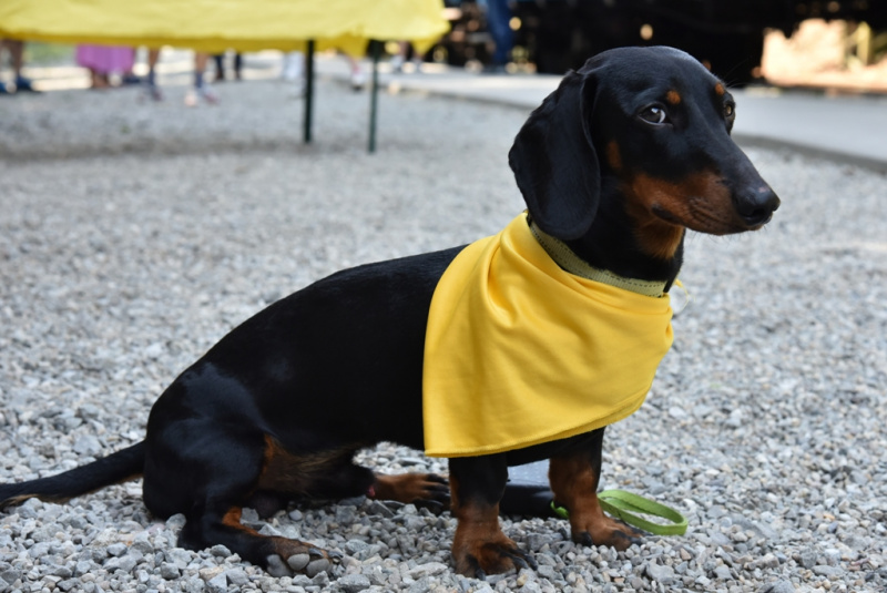 Deň železnice plný prekvapení Deň železnice plný prekvapení