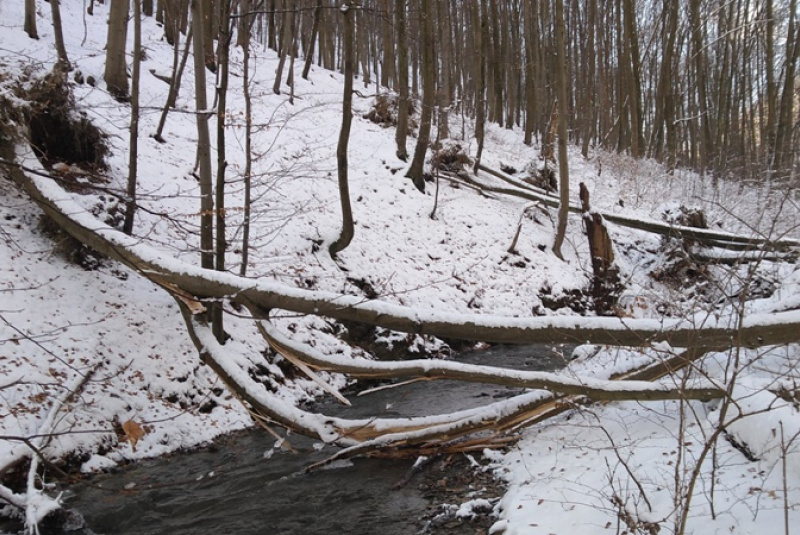  Kalamita s popadaným drevom na trati