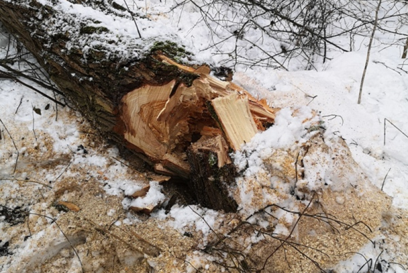  Kalamita s popadaným drevom na trati