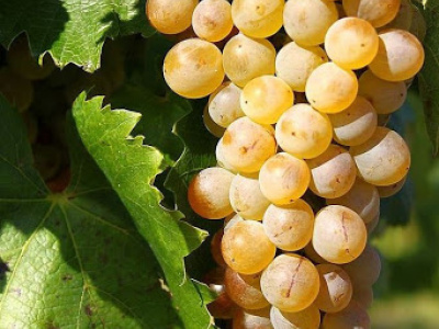 ZRUŠENÉ!!! Vlakom na Tokajské vinobranie